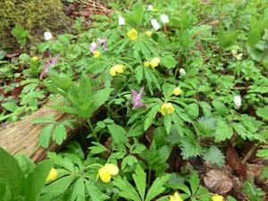 Natur Reisersches Tal