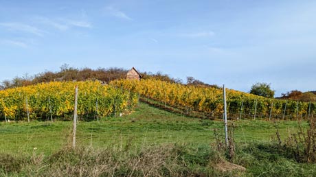 Weinberg bei Dorndorf Weinberg bei Dorndorf