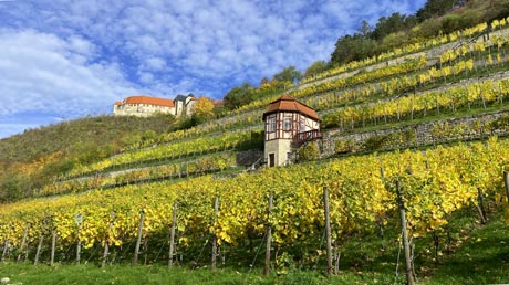 Herzoglicher Weinberg Freyburg Herzoglicher Weinberg Freyburg