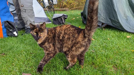 Katze Kirchscheidungen Katze Kirchscheidungen