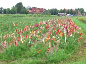 Blumenfelder vor Verden Blumenfelder vor Verden