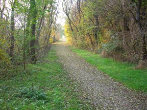 Waldweg zwischen Klein Schierstedt und Giersleben