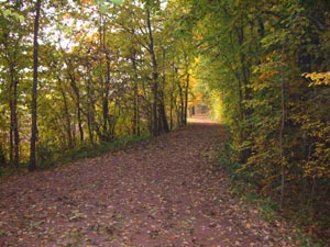 Waldweg nach Bernburg